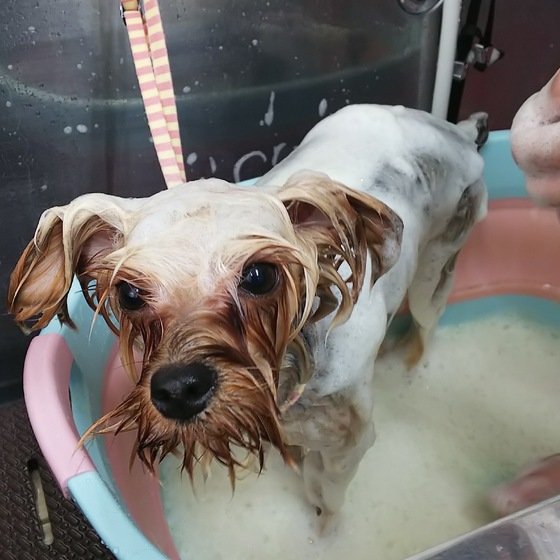 ハーブ泡シャンプー