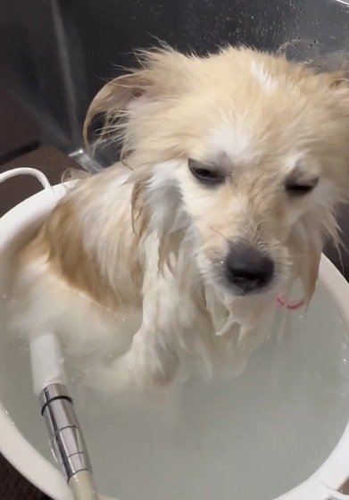 マイクロバブル温浴